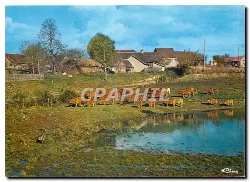 Moderne Karte Sites et Paysages Limousins Troupeau en Limousin (Hte vienne)