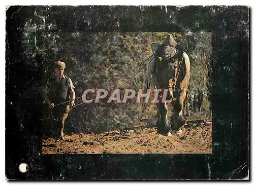 Cartes postales moderne Attelage Cheval