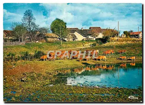 Moderne Karte Sites et Paysages Limousins Troupeau en Limousin (Hte vienne)