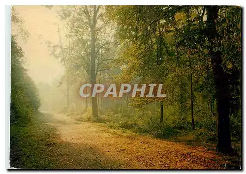 Cartes postales moderne Images de France Foret de Meudon Clamart