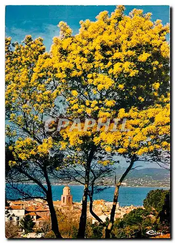 Cartes postales moderne Saint Tropez (Var) Le Clocher et le golfe de St Tropez