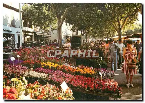 Cartes postales moderne Le Comtat Venaissin Carpentras (Vaucluse) Le Marche aux Fleurs