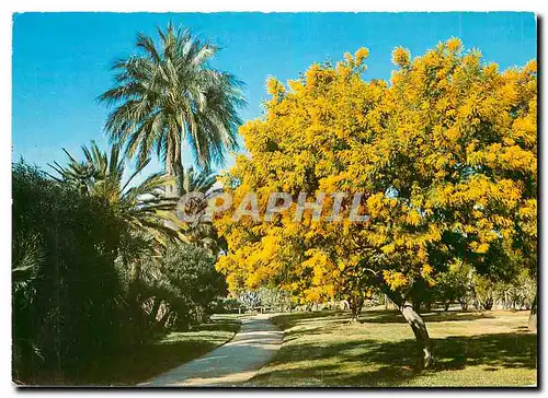 Cartes postales moderne Hyeres (Var) Jaridn O Riquier