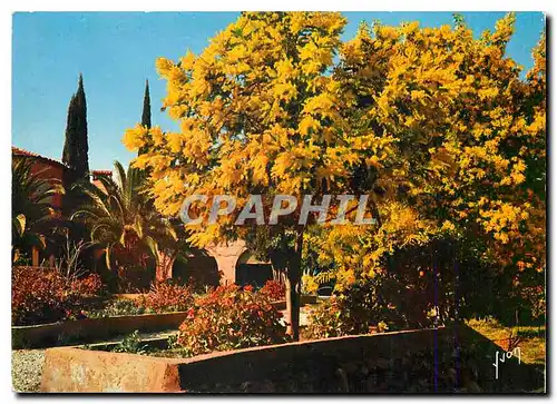 Cartes postales moderne Saint Tropez (Var) La Cote d'Azur miracle de la nature Printemps aux environs de Saint Tropez