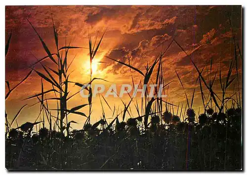 Cartes postales moderne Cote Atlantique Ciel couchant dans le marais