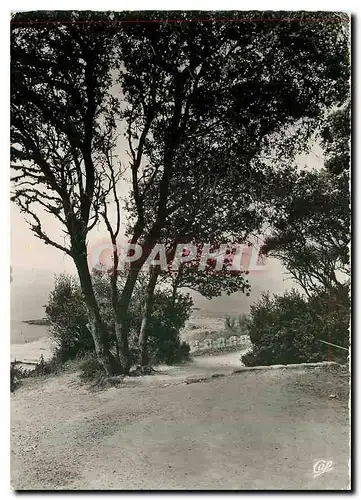 Cartes postales moderne Saint Palais sur Mer Le chemin