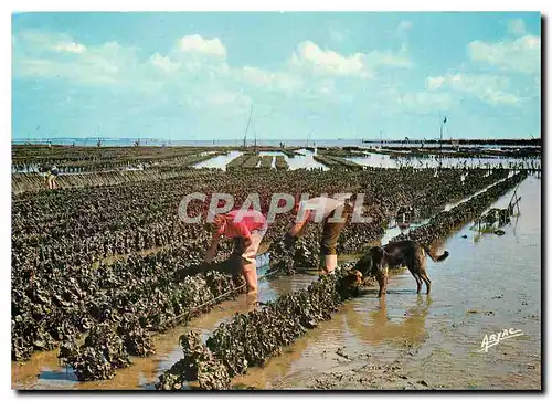 Cartes postales moderne Sur la cote de Lumiere l'Ile D'Ileron