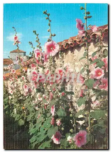 Cartes postales moderne Couleurs et Lumiere de France Talmont (Ch Mme) Les rues fleuries de roses tremieres