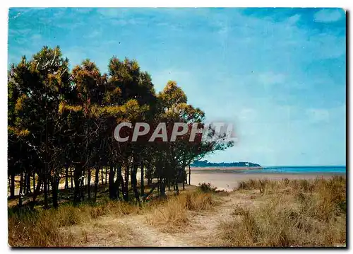 Cartes postales moderne Ile de Re Les Portes (Ch Mar) Le Petit Bois de Trousse Chemise