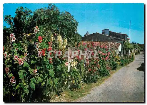 Cartes postales moderne Cote de Lumiere Talmont Une rue Fleuri