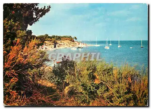 Cartes postales moderne Ile de Re (Ch Mme) Les Portes le Fier Anse de Trousse Chemise