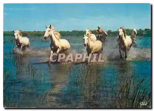 Moderne Karte En Camargue avec les Gardians dans les marais a la poursuite des chevaux sauvages