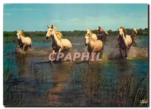 Moderne Karte En Camargue avec les Gardians Dans les marais a la poursuite des chevaux sauvages