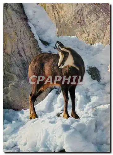 Cartes postales moderne Rupicapra Chamois