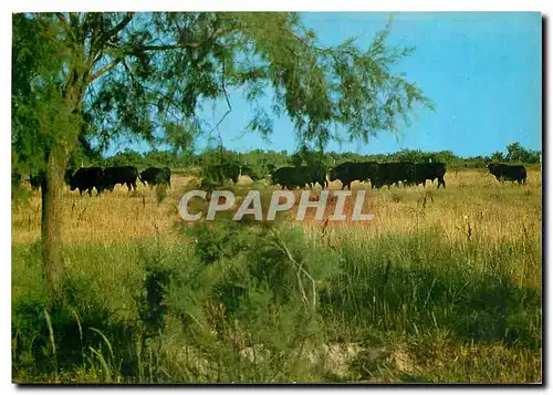 Moderne Karte Camargue Lumieres et Tradition Mejanes Toros de combat de l'elevage P Ricard