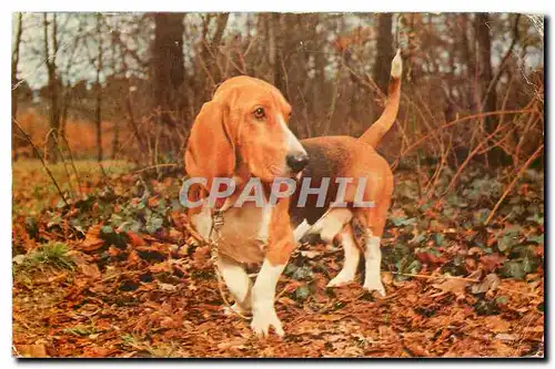 Cartes postales moderne Chien Basset