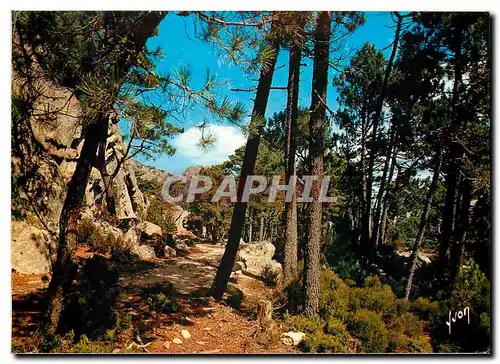 Cartes postales moderne Couleurs et Lumiere de France La Corse Oasis de Beaute Foret de L'Ospedale