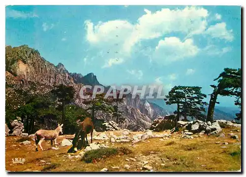 Cartes postales moderne Couleurs et Lumiere de France La Corse Oasis de Beaute Bavella Metres d'alt site grandiose