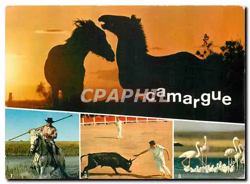 Moderne Karte Couleurs et Lumiere de France En Camargue (B du R) Gardion dans les Marais