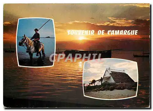 Cartes postales moderne En Camargue (B du Rh) Souvenir