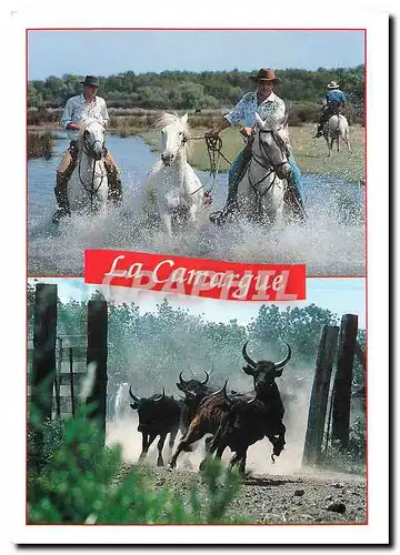 Cartes postales moderne La Camargue Chevaux Toureaux