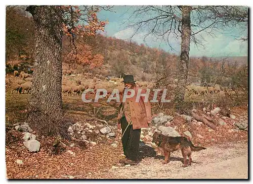 Cartes postales moderne Les Belles Images de Provence Vieux Provencal Folklore Chien Moutons