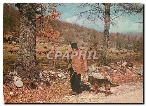 Moderne Karte Les Belles Images de Provence Vieux Provencal Folklore Chien Moutons