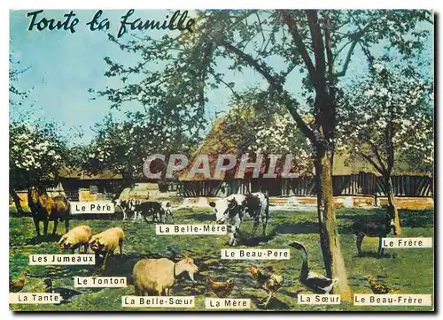 Cartes postales moderne Toute la famille Le pere Cheval Cochon Porc Coq Vache Ane Mule