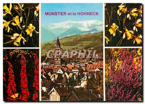 Cartes postales moderne Au pieds du Massif du Hohneck (alt 1361 m) la ville alsacienne de Munster et fleurs Vosgiennes