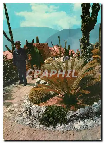 Cartes postales moderne Cote d'Azur Provence Vegetation exotiques et scene pittoresque du Folkore Mediterraneen Ane Mule