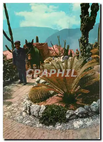 Moderne Karte Cote d'Azur Provence Vegetation exotiques et scene pittoresque du Folkore Mediterraneen Ane Mule