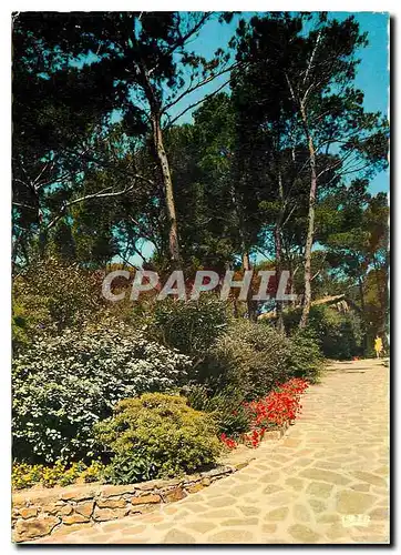 Cartes postales moderne Reflets de la cote d'Azur jardin dans la pinede