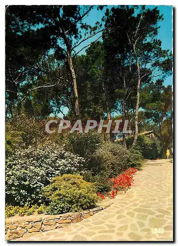 Moderne Karte Reflets de la cote d'Azur jardin dans la pinede