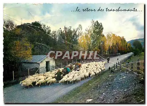 Cartes postales moderne Le Retour des transbumants Moutons Berger Ane Mule