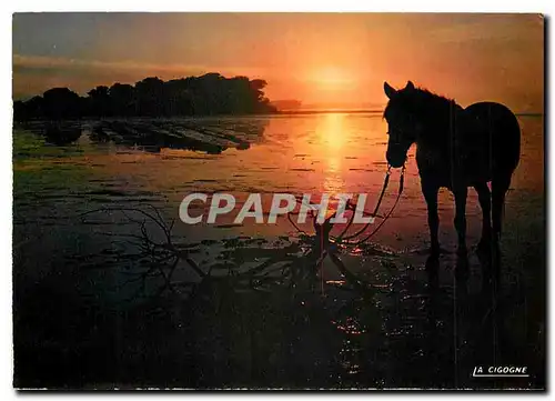 Cartes postales moderne Soleil Couchant en camargue Cheval