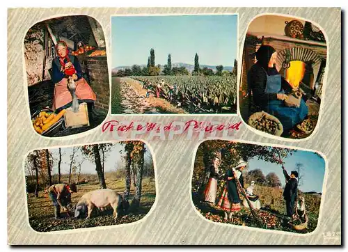 Moderne Karte Richesses du Perigord les Oies le Tabac les Noix Les truffes Les chataignes Porc Cochon