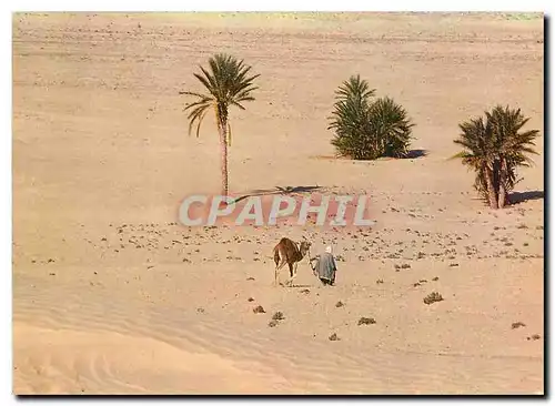 Cartes postales moderne Sud Tunisien Vers le Sahara Chameau