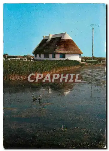 Cartes postales moderne La Belles Images de Camargue Cabane de Gardian et sa Roubine