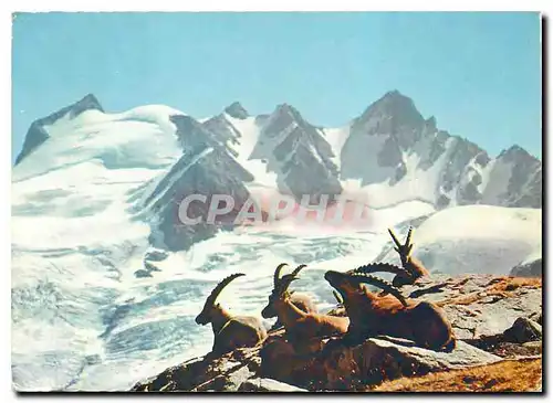 Cartes postales moderne Animaux de Nos Montasgnes sur les Hauts Sommets Bouquetins au repos