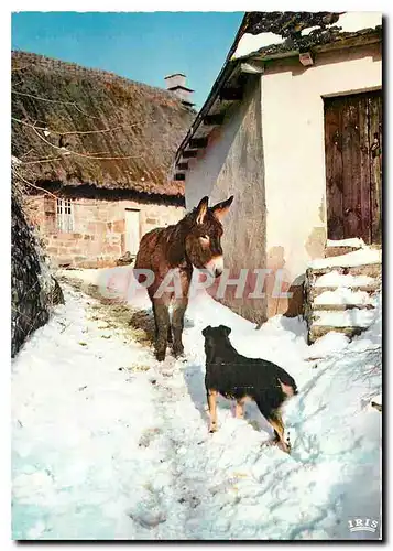 Cartes postales moderne En auvergne conference au sommet Ane Mule Chien