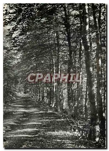 Cartes postales moderne Massif de L'Aigoual (Gard) La route forestiere de Montals