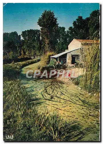 Cartes postales moderne Marais Poitevin Paysage Pittoresque de la Venise vert