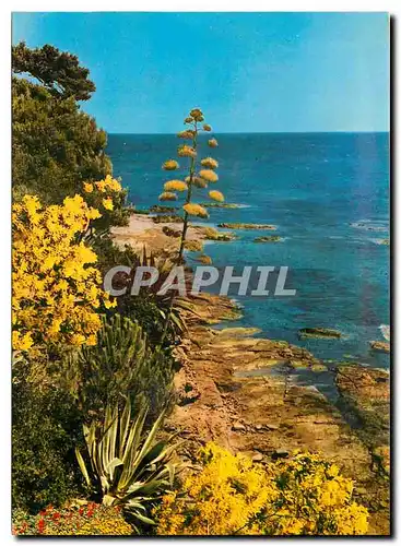 Cartes postales moderne Mediterranee Vegetation exotique