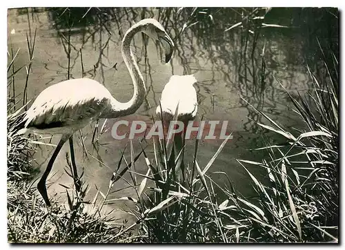 Moderne Karte Provence et Camargue (B du R) Flamants rose de Camargue aux saintes Maries de la Mer