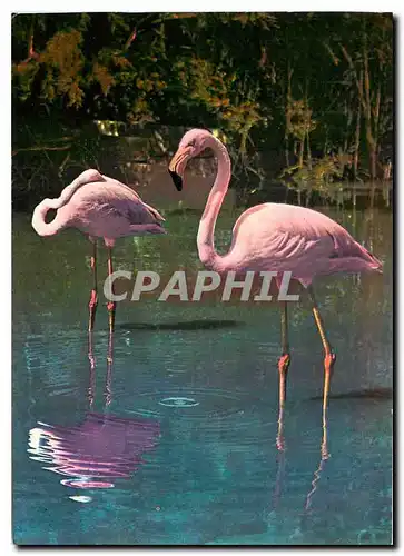 Moderne Karte La Camargue et les Saintes Maries de la Mer et ses flamants roses