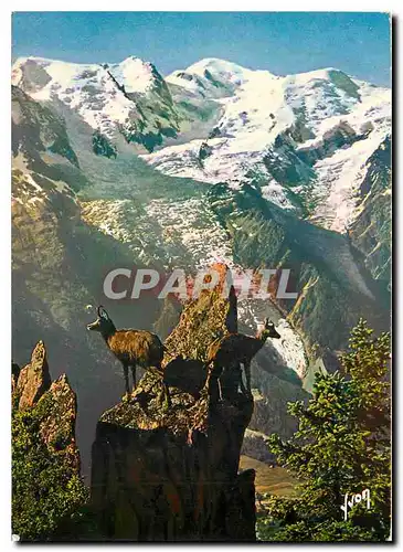 Cartes postales moderne Chamois aux Aguets