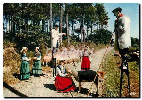 Cartes postales moderne Au pays Landais Bergers et Bergeres Folklore  Moutons