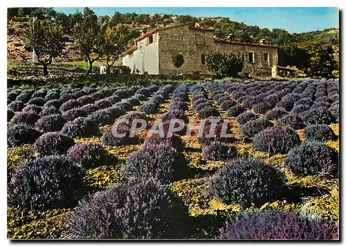 Cartes postales moderne Paysages de France Champ de Lavande dans les Alpes de Haute Provence