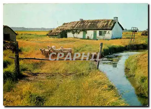 Cartes postales moderne Au Pays de Monts Moutons