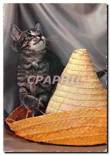 Cartes postales moderne Chat Chaton